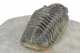 Phacopid (Adrisiops) Trilobite - Chocolate Brown Shell #273440-4